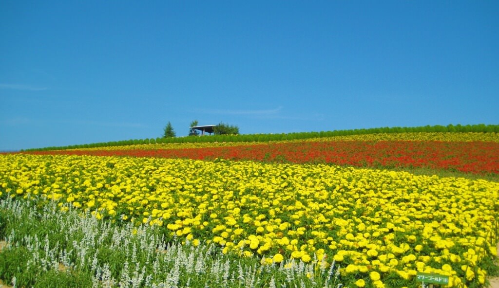 北海道グルメドライブのススメ【初夏編】