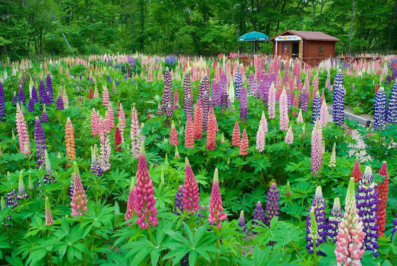 東大沼キャンプ場の綺麗で美しい花畑