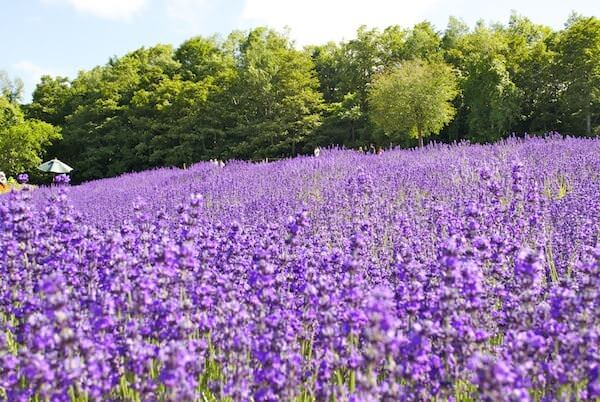 北海道観光で花めぐり 6月7月8月 に見頃を迎える花畑マップ10選 くるたび