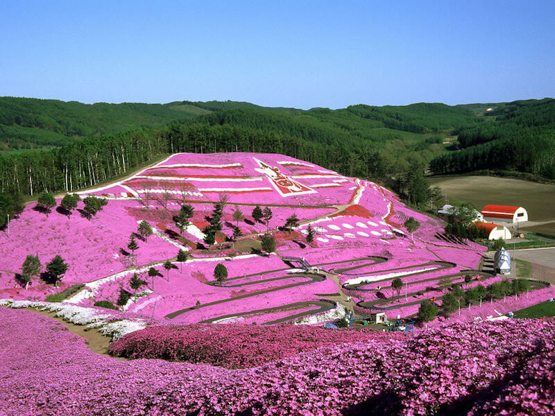 北海道観光で花めぐり 6月7月8月 に見頃を迎える花畑マップ10選 くるたび