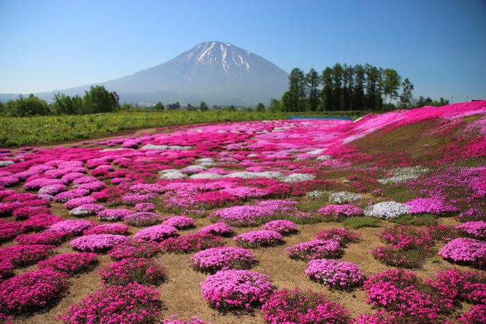 北海道観光で花めぐり 6月7月8月 に見頃を迎える花畑マップ10選 くるたび