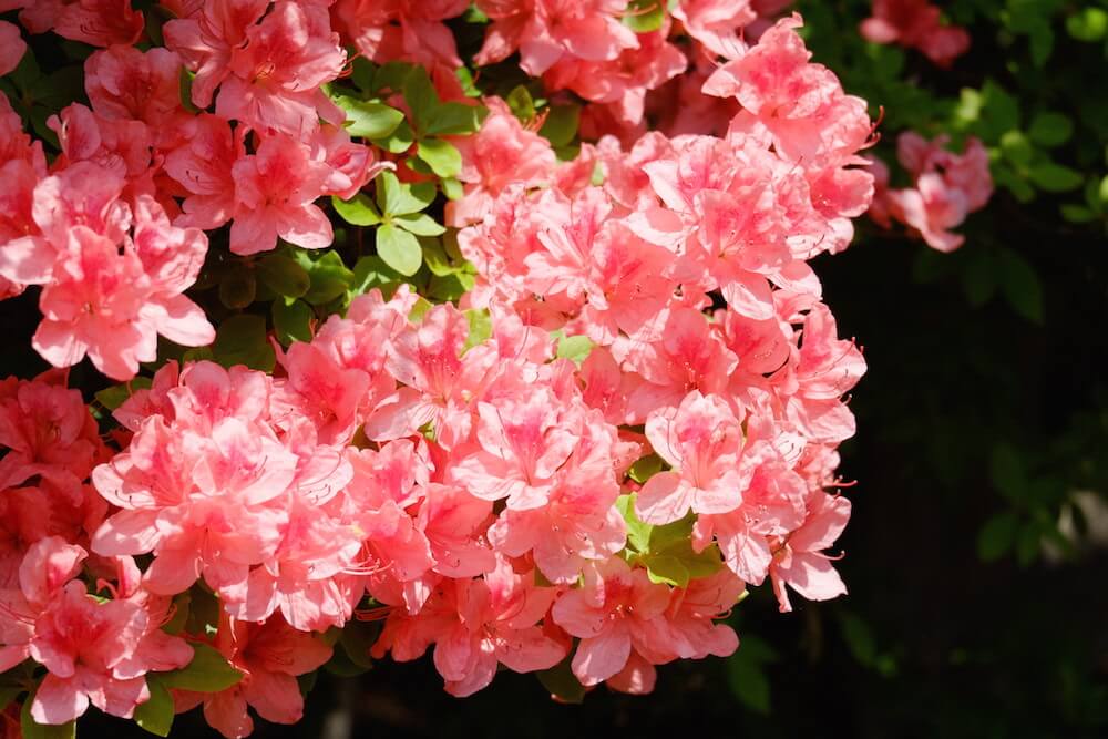 大輪の花。近くで見ると繊細さも感じます。