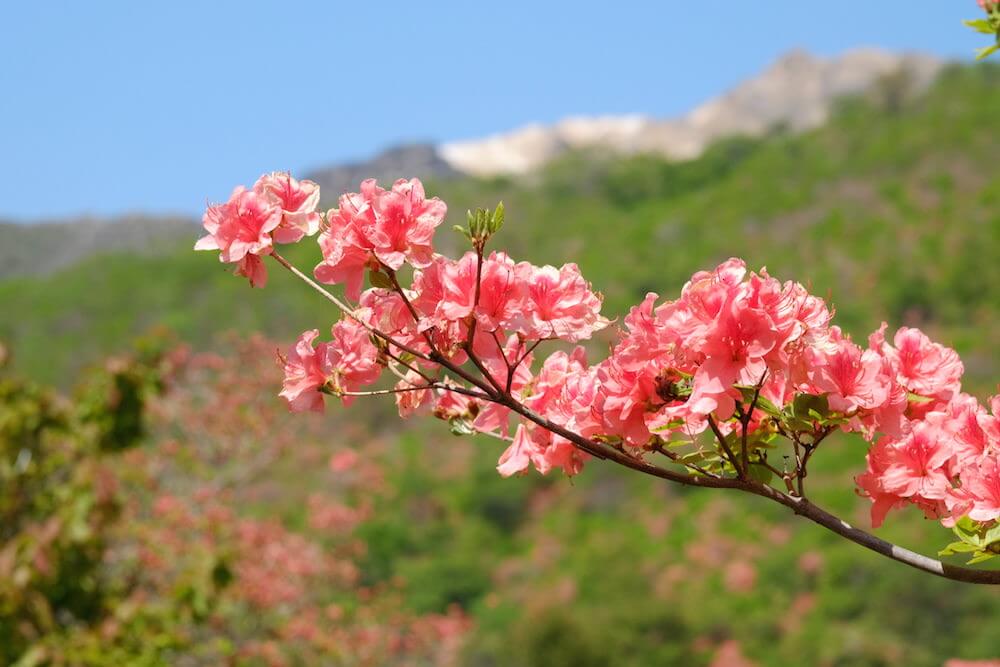 山に映える紅色がキレイ！