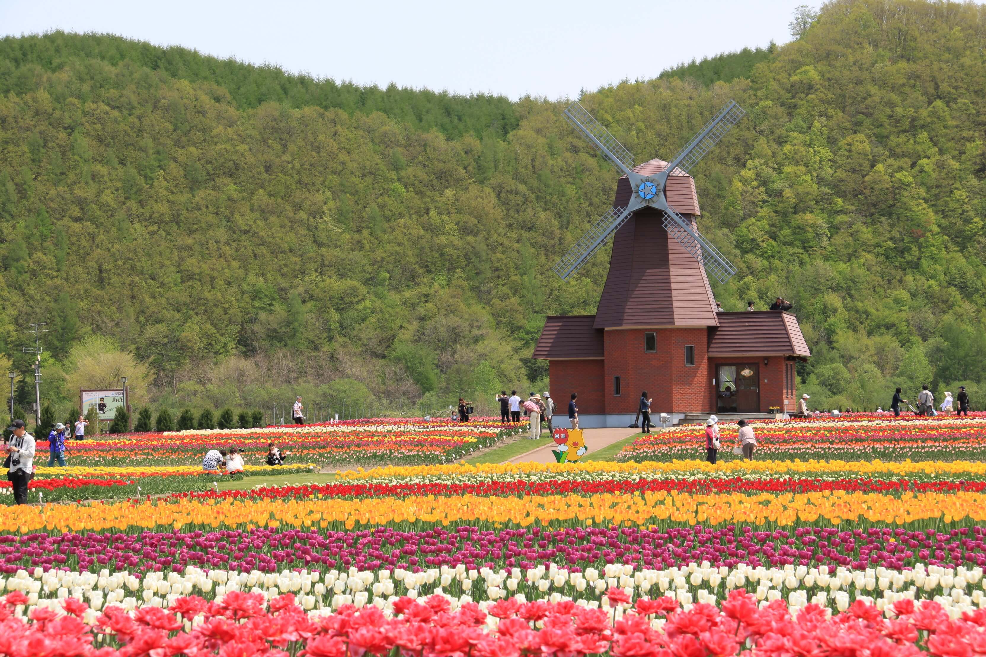 5月6月は北海道へ 花にグルメに漫画まで 春のイベント10個まとめ くるたび